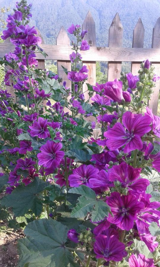 Drena Coste Del Gaggio - Country House B&B - Garda Trentino מראה חיצוני תמונה